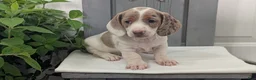 Miniature Dachshund dogs for sale: Milo - Ad 9