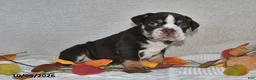 Beabull dogs for sale: Ronald - Ad 3