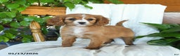 Cavapoo dogs for sale: Sunshine - Ad 3