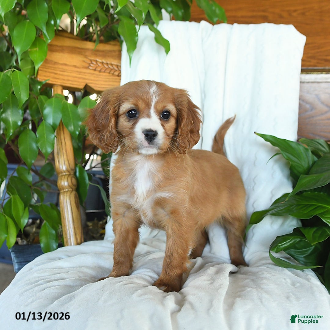 Cavapoo dogs for sale: Sunshine - Ad 3