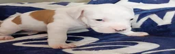American Bully dogs for sale: Piebald male - Ad 2