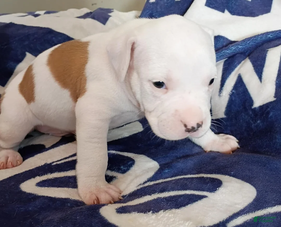 American Bully dogs for sale: Piebald male - Ad 2