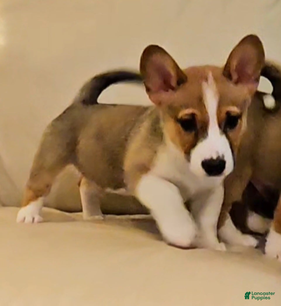 Mixed Breed dogs Jasper - Ad 13