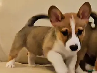 Mixed Breed dogs Jasper - Ad 13