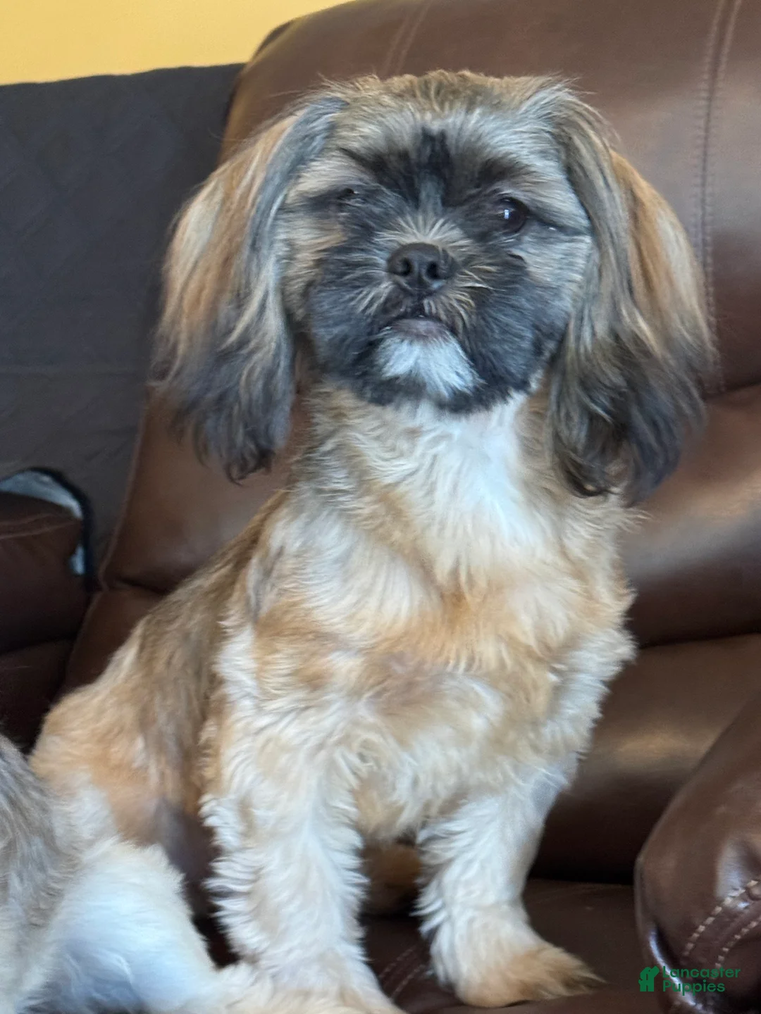 Shih Tzu dogs for sale: Stetson - Ad 4