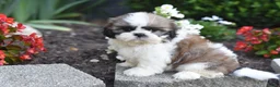 Shih Tzu dogs for sale: Barbie - Ad 4