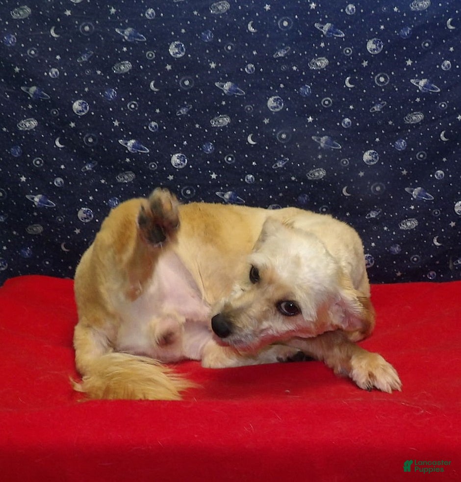 Teddy Bear dogs Buck. - Ad 29