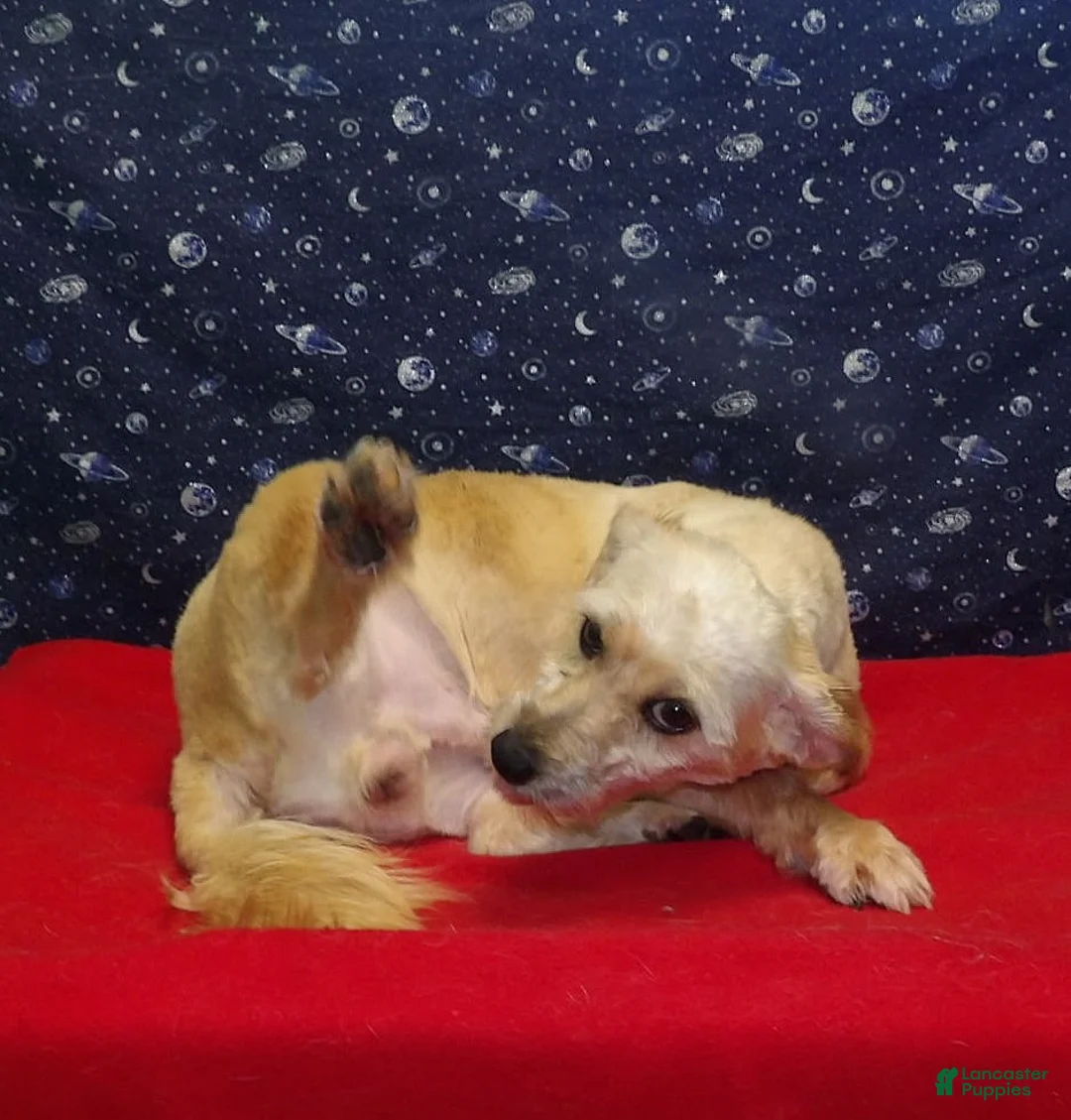 Teddy Bear dogs for sale: Buck. - Ad 1