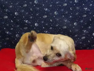 Teddy Bear dogs Buck. - Ad 29