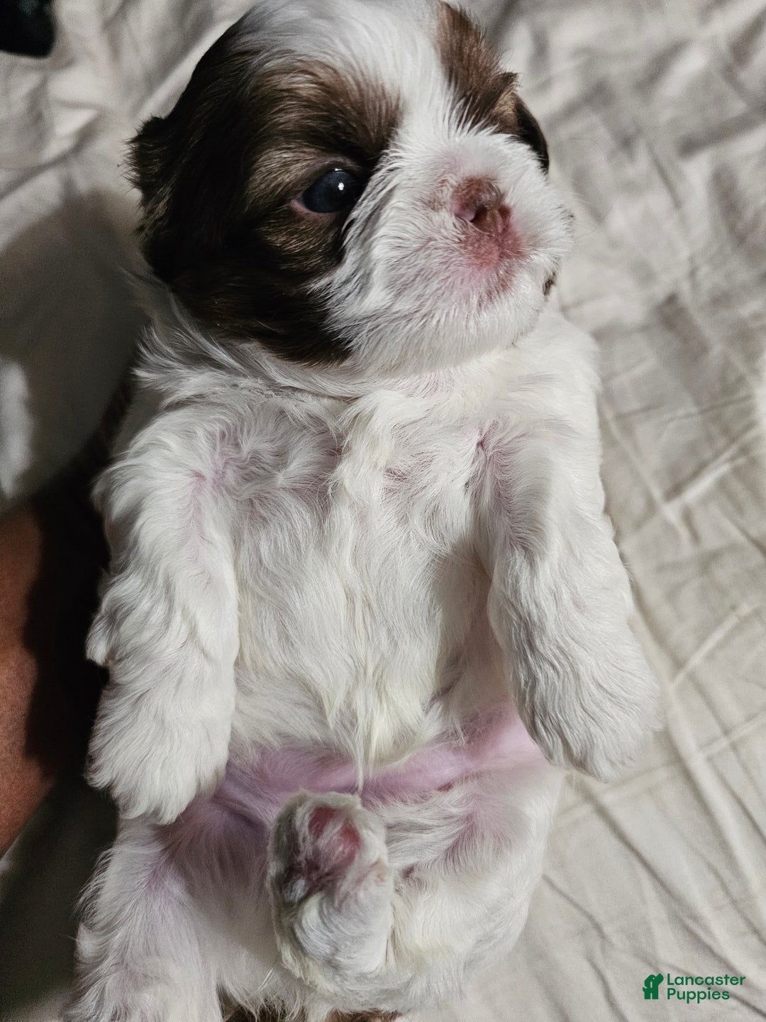 Shih Tzu dogs for sale: Chanel  - Ad 2