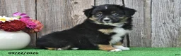 Miniature Australian Shepherd dogs for sale: Diesel - Ad 4