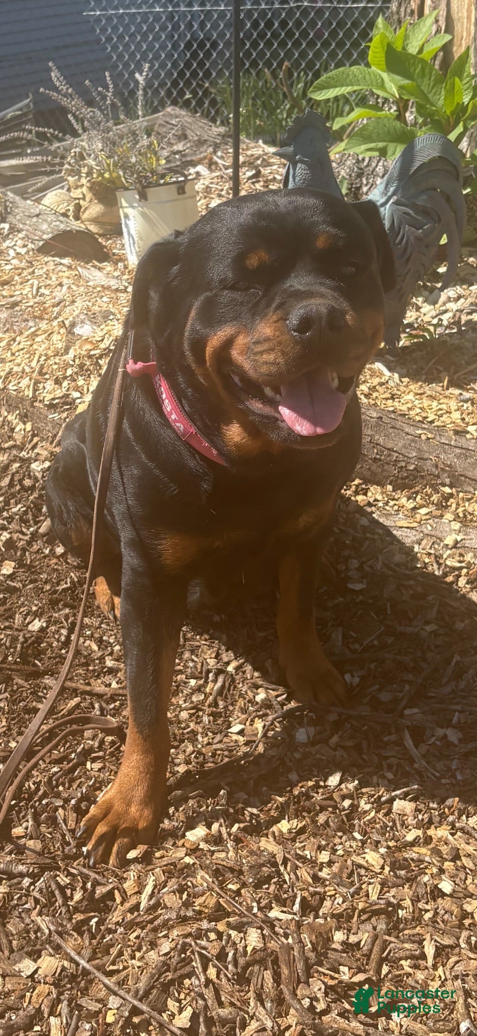 Rottweiler dogs Rottweiler 3 AKC REGISTERED - Ad 2