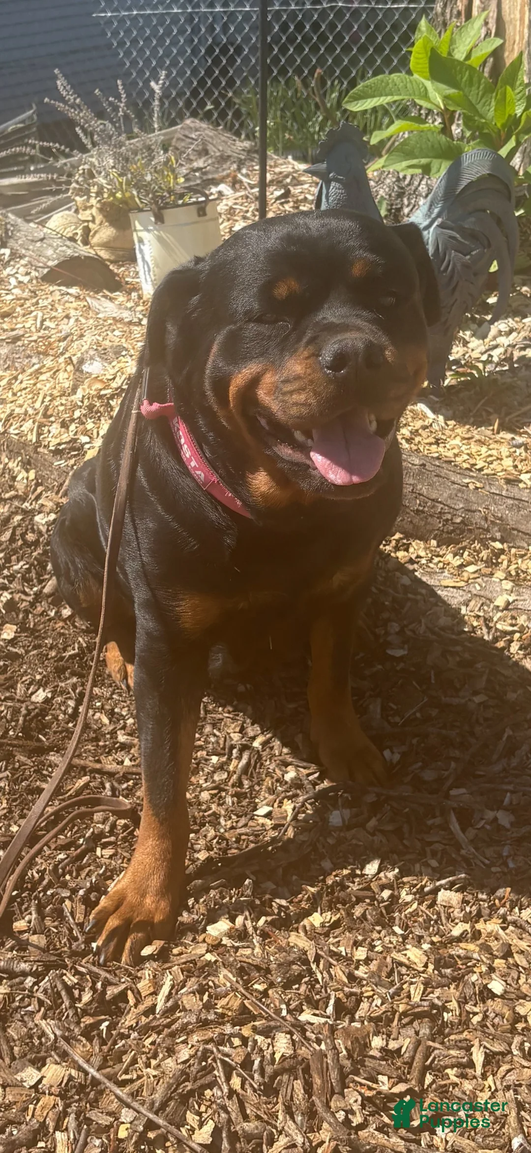 Rottweiler dogs for sale: Rottweiler 2 AKC REGISTERED  - Ad 2