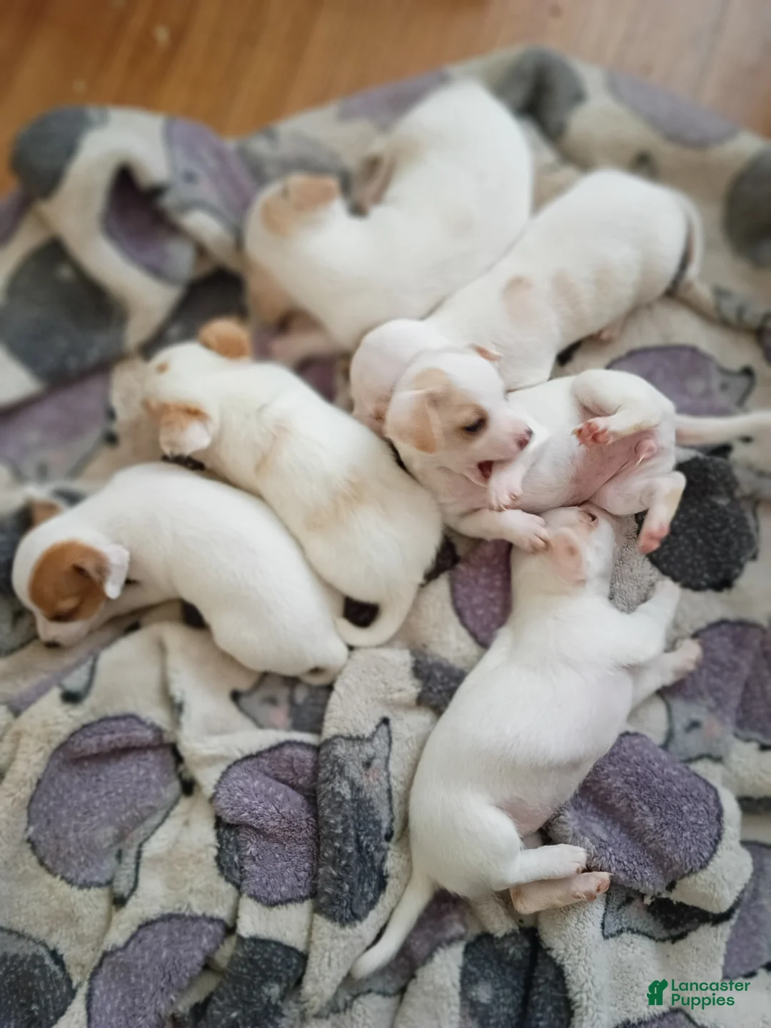 Chihuahua dogs for sale: Chihuahua Puppy 3 - Ad 1