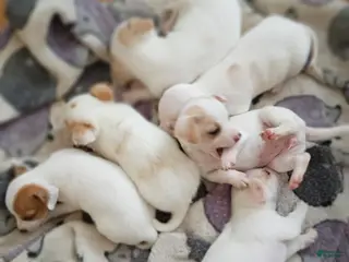 Chihuahua dogs Chihuahua Puppy 3 - Ad 24