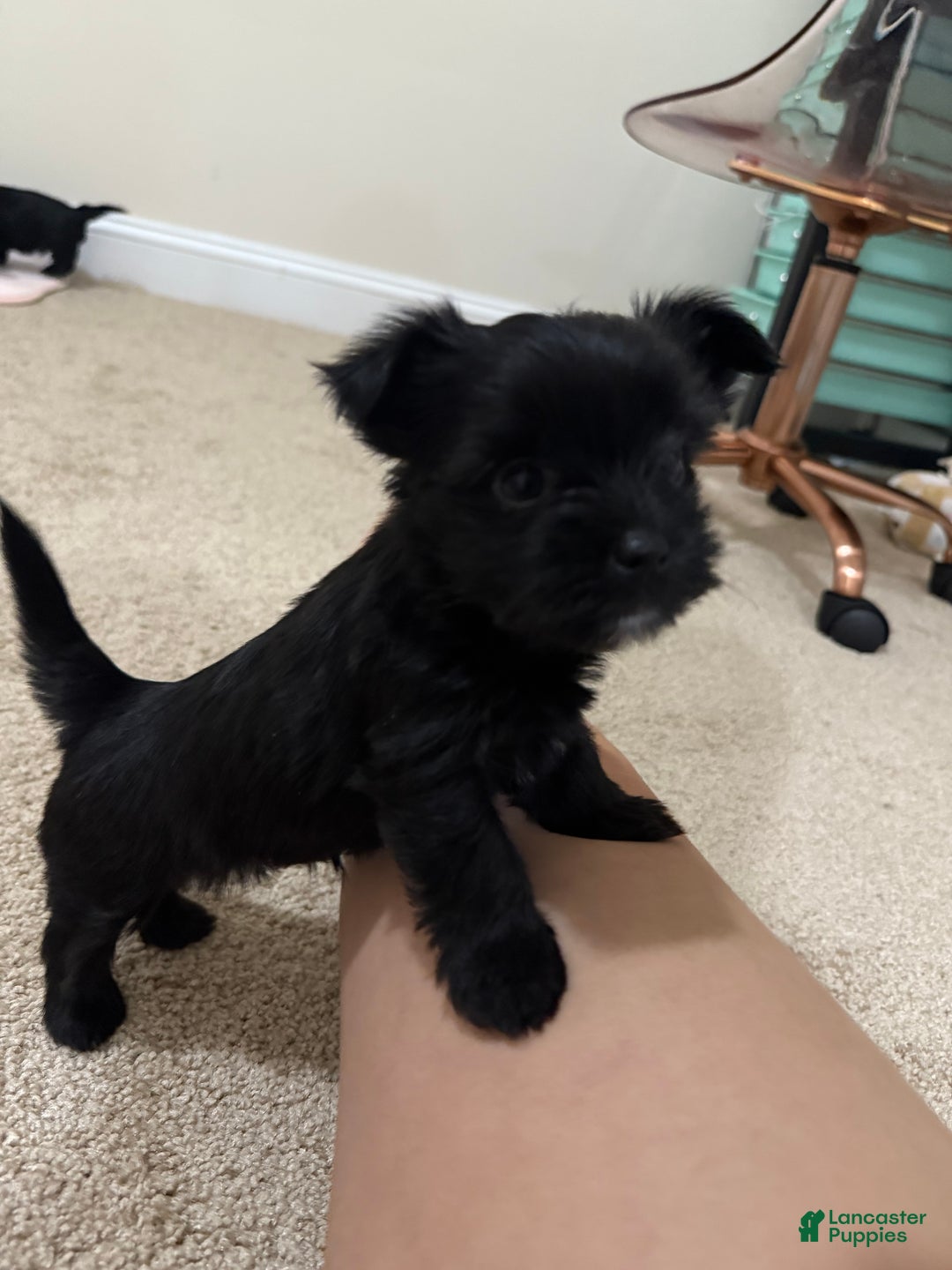 Yorkshire Terrier dogs for sale: Poppy - Ad 3