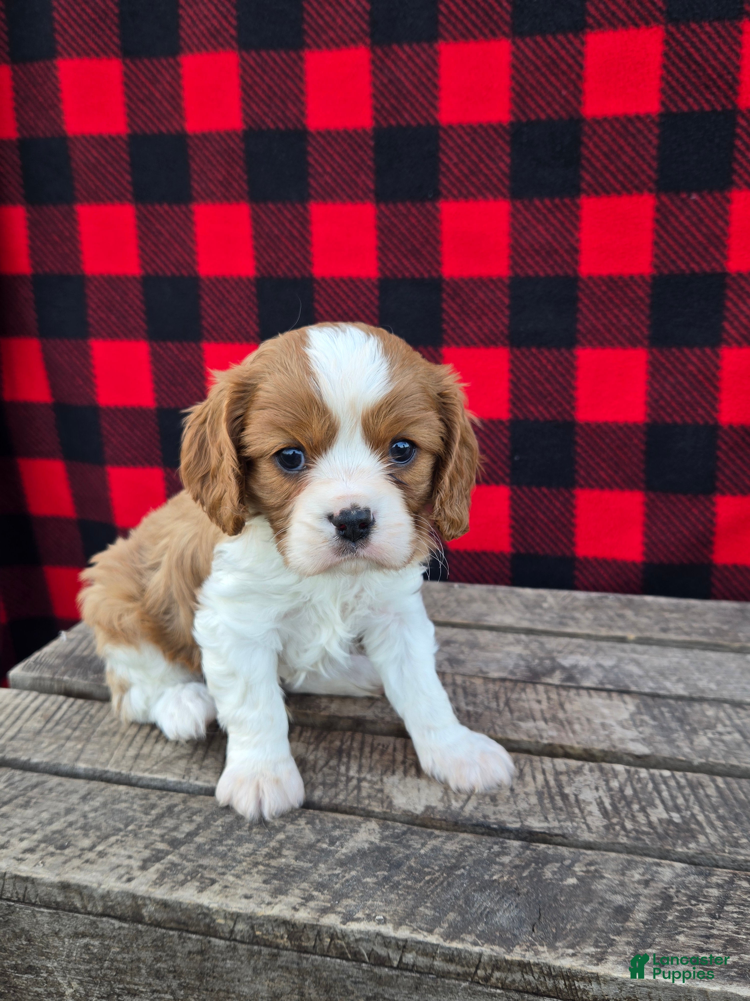 Cavalier King Charles Spaniel dogs Snickers - Ad 1