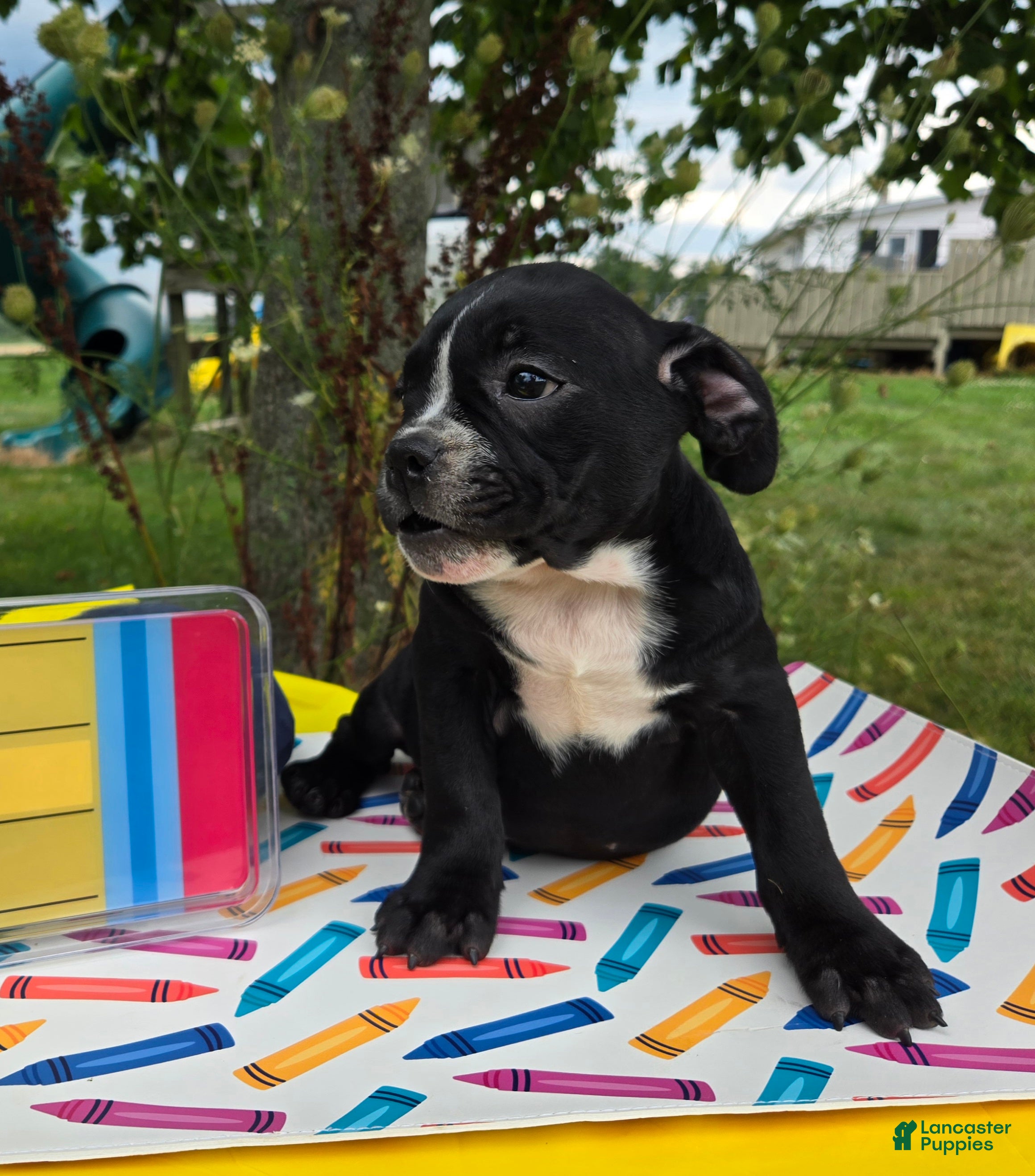 Olde English Bulldogge dogs Trixie - Ad 2