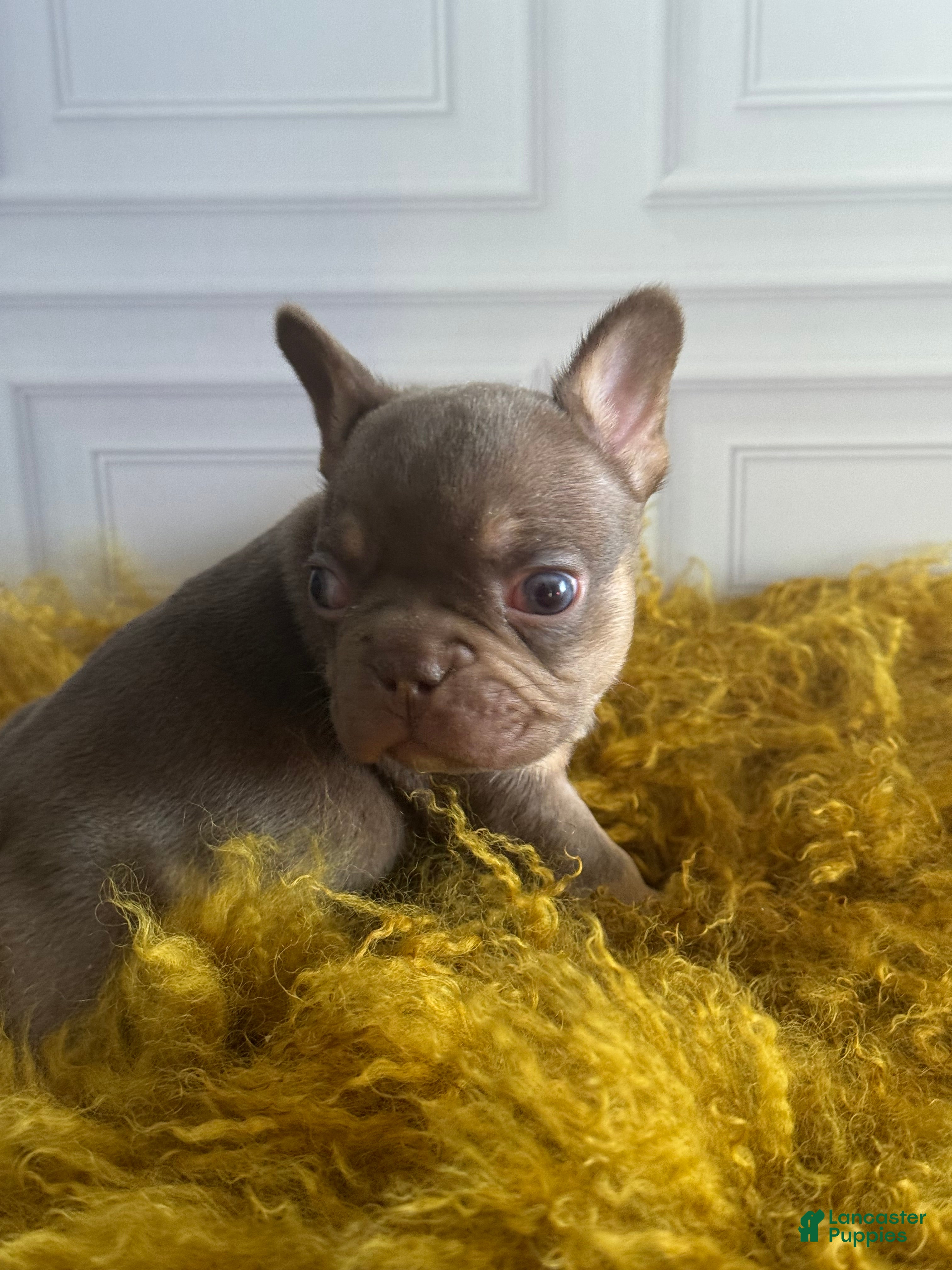 French Bulldog dogs DEVIL WEARS PRADA - Ad 1