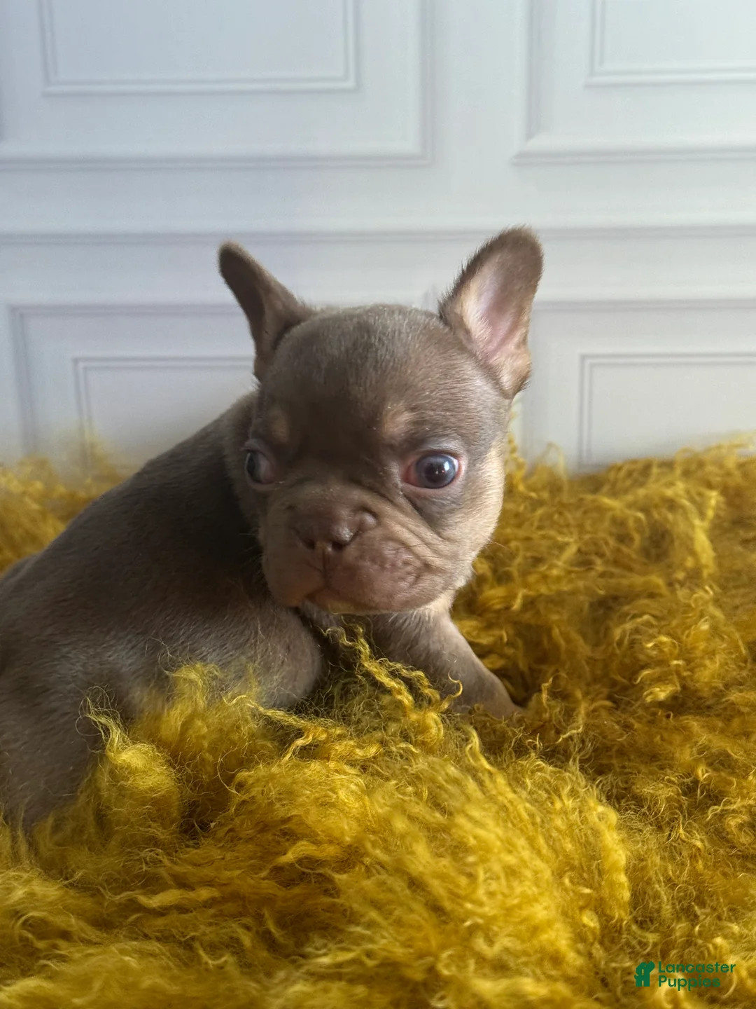 French Bulldog dogs for sale: DEVIL WEARS PRADA - Ad 1