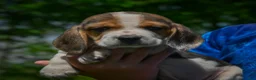 Beagle dogs for sale: Norris - Ad 5