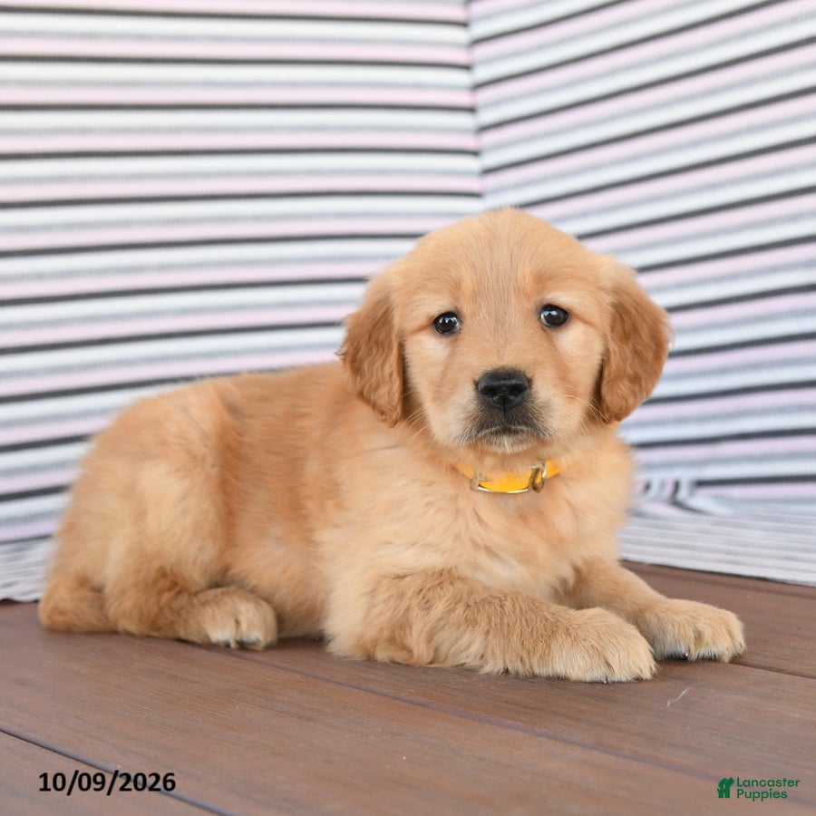 Golden Retriever dogs Jane - Ad 2
