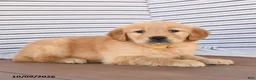 Golden Retriever dogs for sale: Jane - Ad 2