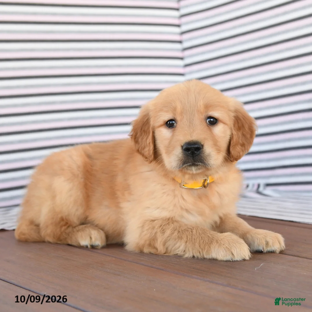 Golden Retriever dogs for sale: Jane - Ad 2