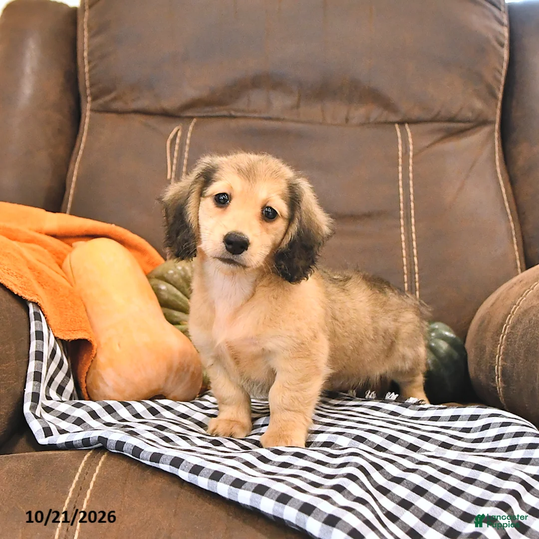 Miniature Dachshund dogs for sale: Mike - Ad 1