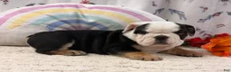 English Bulldog dogs for sale: Bruce - Ad 4