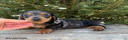 Dachshund dogs for sale: Thane - Ad 3