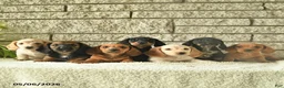 Miniature Dachshund dogs for sale: Kit Kat  - Ad 5