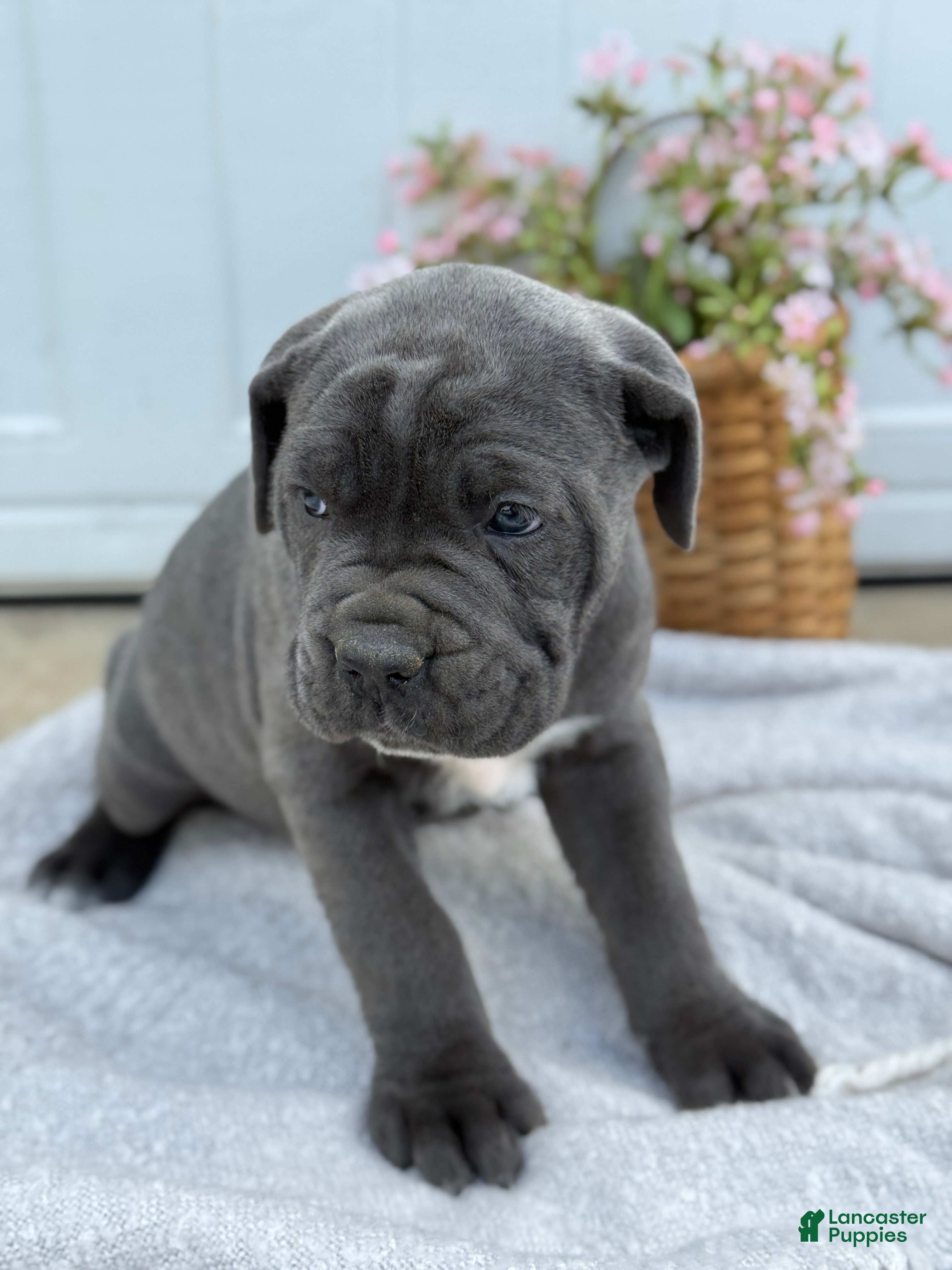 Cane Corso dogs Bella - Ad 2