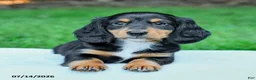 Miniature Dachshund dogs for sale: Darcy - Ad 3