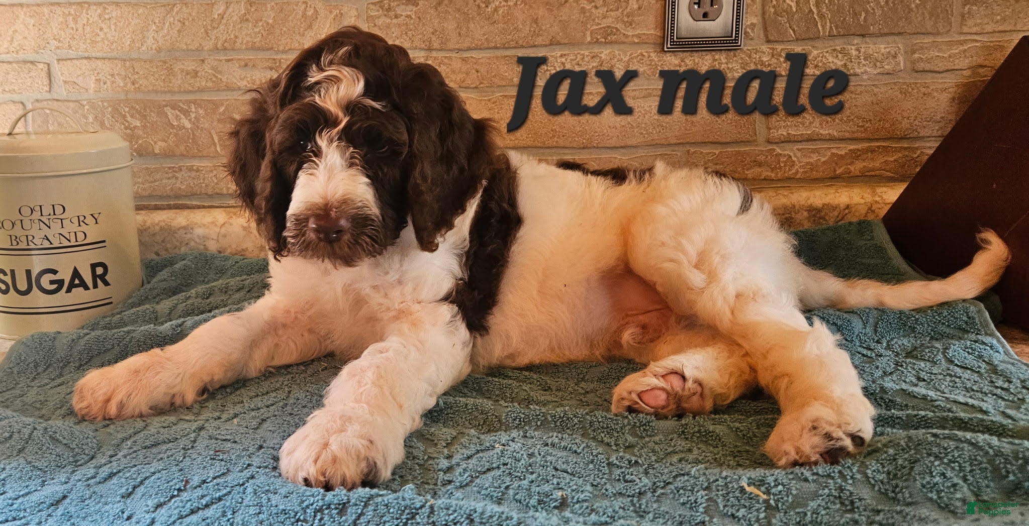 Goldendoodle dogs Jax - Ad 1
