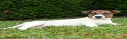Jack Russell Terrier dogs for sale: Willow - Ad 2