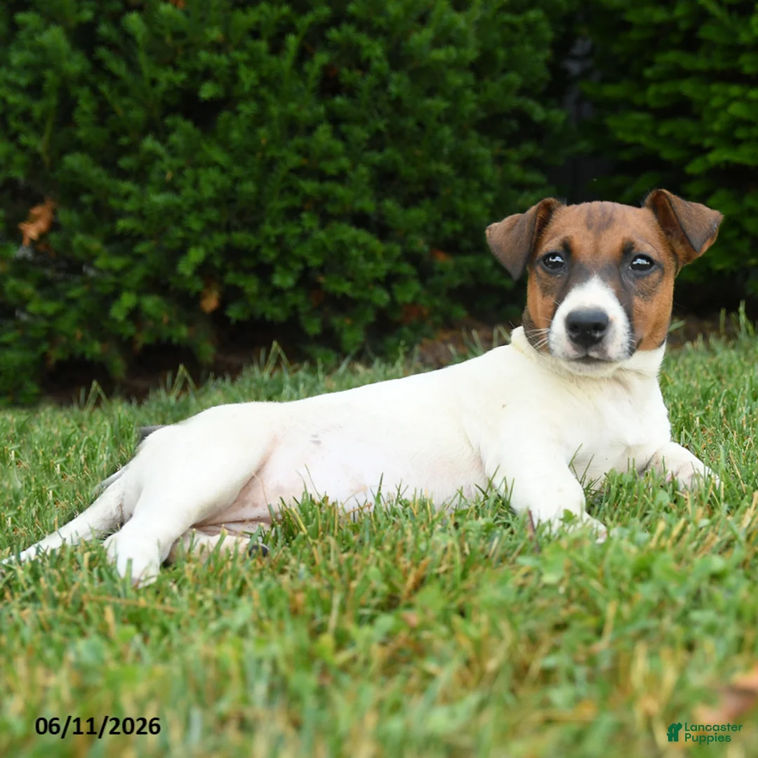 Jack Russell Terrier dogs for sale: Willow - Ad 2
