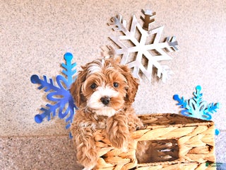 Cockapoo dogs Baby - Ad 1