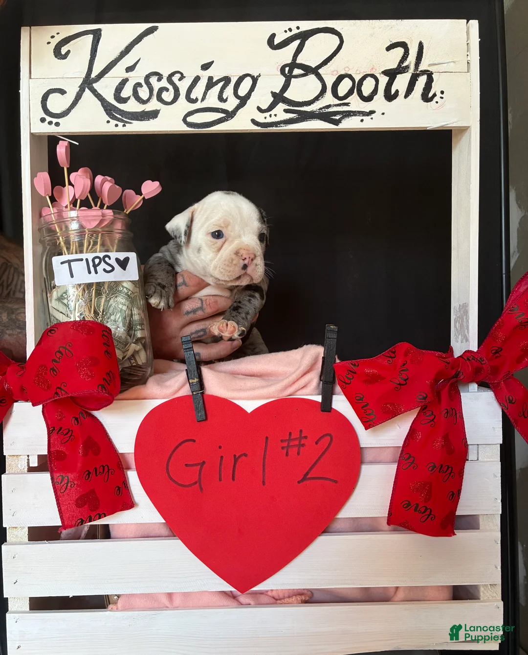 Olde English Bulldogge dogs for sale: Olde English Bulldogge Puppy 8 - Ad 10