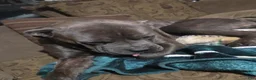 Cane Corso dogs for sale: Cane Corso 1 - Ad 7