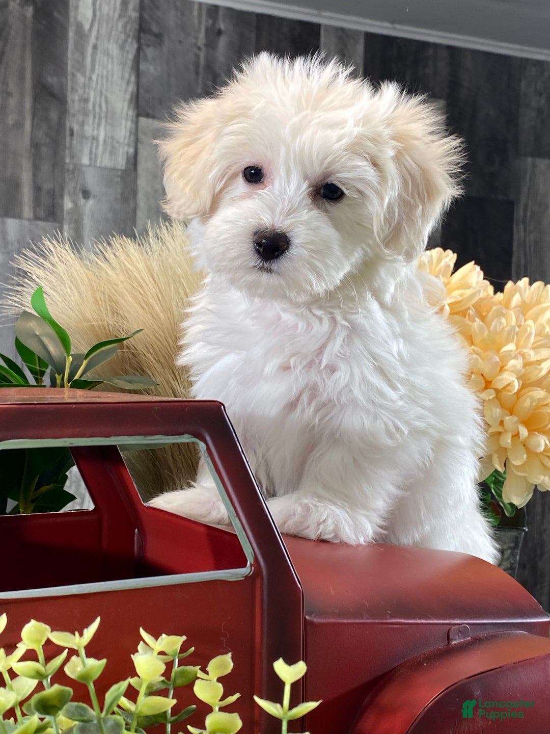 Mixed Breed dogs for sale: Ava - Ad 1