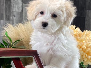 Mixed Breed dogs Ava - Ad 18