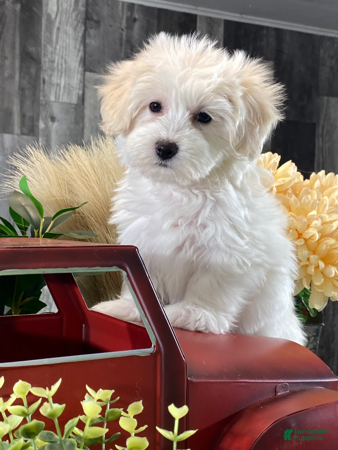 Mixed Breed dogs for sale: Ava - Ad 1