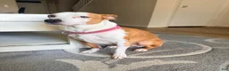 Jack Russell Terrier dogs for sale: Jack Russell Terrier 1 - Ad 3