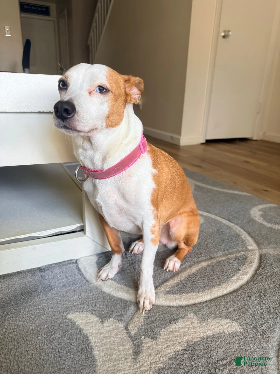 Jack Russell Terrier dogs for sale: Jack Russell Terrier 1 - Ad 3
