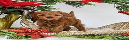 Cavapoo dogs for sale: Dixie - Ad 3