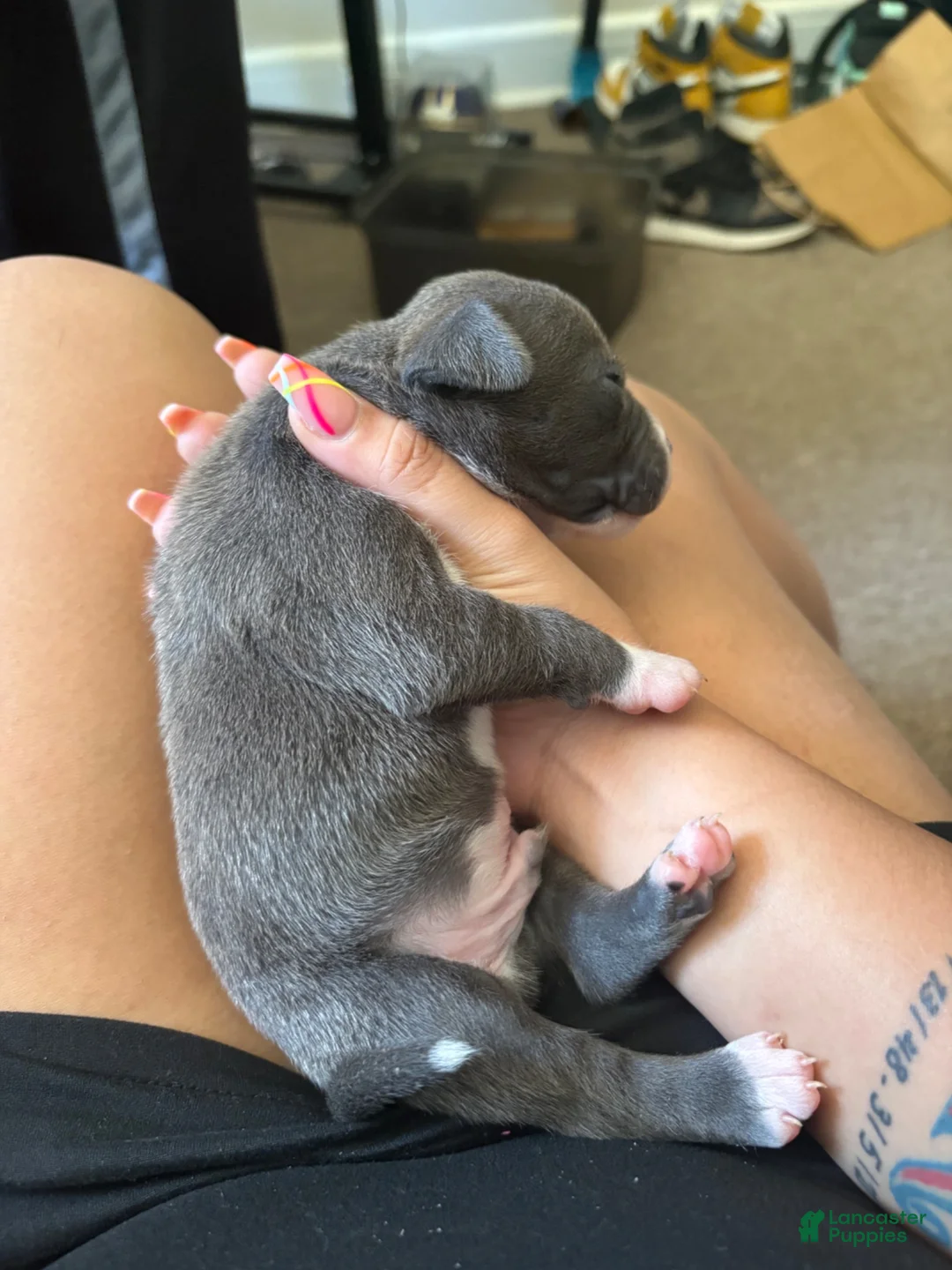 American Pit Bull Terrier dogs for sale: American Pit Bull Terrier 3 - Ad 1