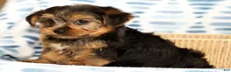Yorkshire Terrier dogs for sale: Ally - Ad 6