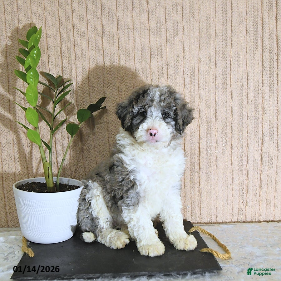Mini Bernedoodle dogs Juliet - Ad 21