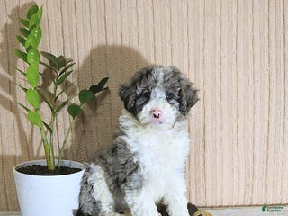 Mini Bernedoodle dogs Juliet - Ad 3